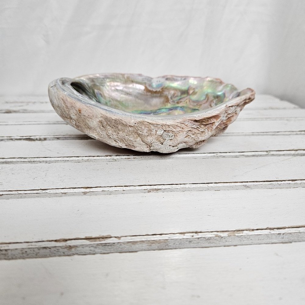 Abalone Shell - Picture 2 of 7